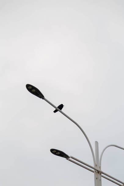 black crow sitting on street lamp on grey sky background. halloween moody landscape, gloomy gothic capture - Fotografie, Obrázek