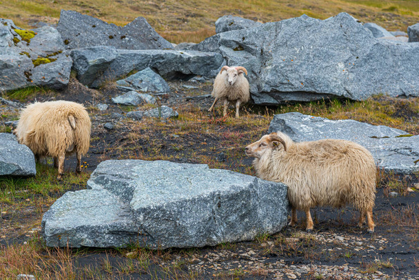 Icelandic sheep grazing among rocks - Foto, immagini