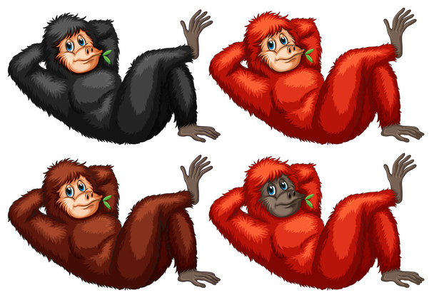 orangotangos
 - Vetor, Imagem