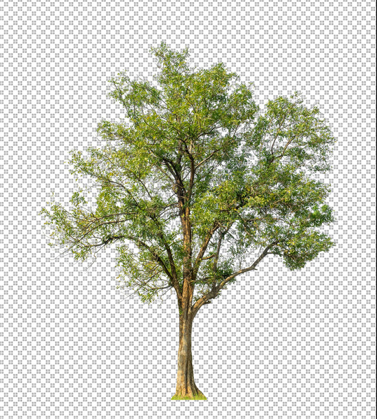 Tree on transparent picture background with clipping path, single tree with clipping path and alpha channel - Photo, Image