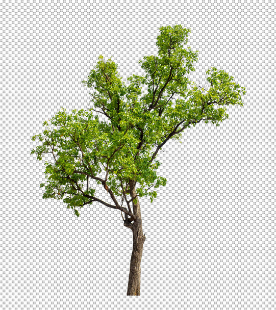 Árbol sobre fondo transparente con ruta de recorte, árbol único con ruta de recorte y canal alfa - Foto, Imagen