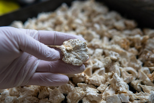 Hericium erinaceus - Medicinal mushrooms for mental health. Lions mane close-up fungi - Фото, изображение