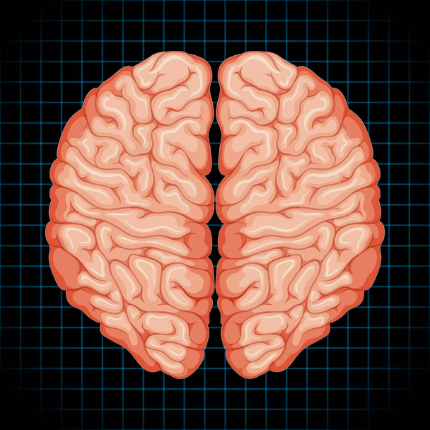 Human internal organ with brain illustration - Vettoriali, immagini