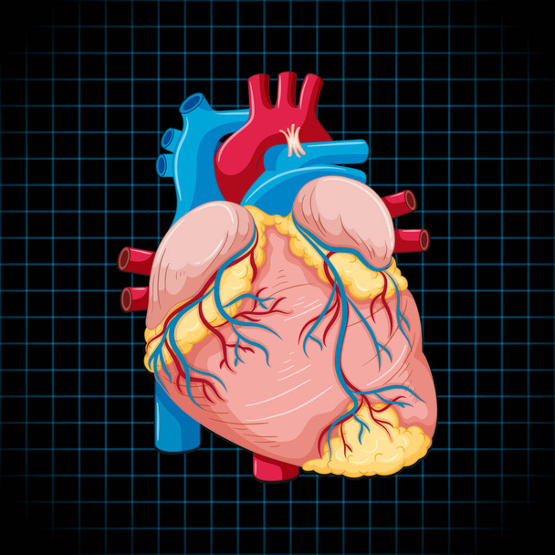 Human internal organ with heart illustration - Vetor, Imagem