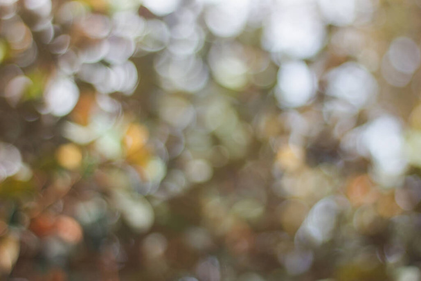 Abstract Blur of light bokeh background with full color green, yellow and gray - 写真・画像