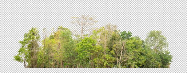 Πράσινο Δέντρα απομονώνονται σε λευκό φόντο.are Δάσος και φύλλωμα το καλοκαίρι τόσο για εκτύπωση και ιστοσελίδες με κομμένη διαδρομή και άλφα channe - Φωτογραφία, εικόνα