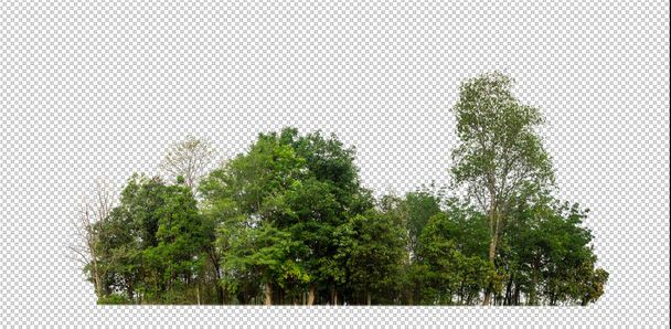 Zelené stromy izolované na bílém pozadí.Les a listoví v létě jak pro tisk a webové stránkys řezané cesty a alfa channe - Fotografie, Obrázek