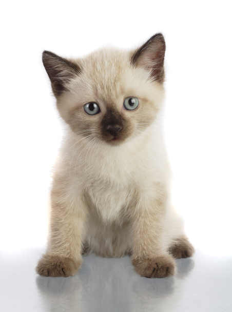 Domestic kitten - Фото, изображение