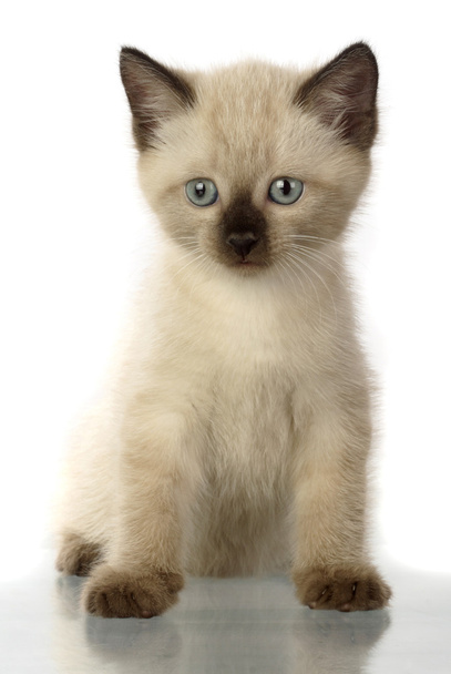 Domestic kitten - Photo, Image