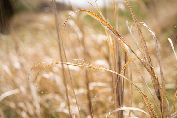 крупним планом суха трава на сонячному світлі вранці
 - Фото, зображення