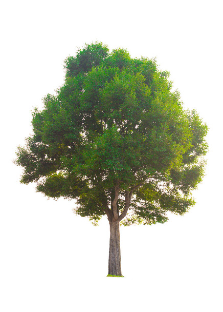 Μονό δέντρο, θάμνος, απομονωμένο σε λευκό φόντο. - Φωτογραφία, εικόνα