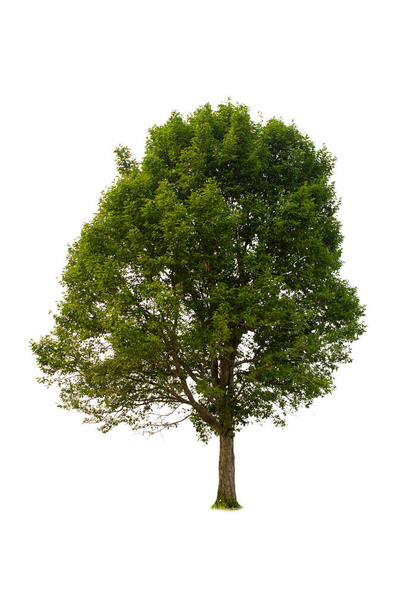 Single tree, shrub, isolated on white background. - Foto, imagen