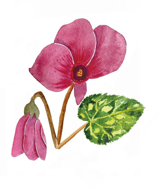 watercolor illustration of Cyclamen flower. Pink cyclamen flowers, botanical illustration. Home flowers. Watercolor flowers. Watercolor clipart cyclamen pink. - Valokuva, kuva