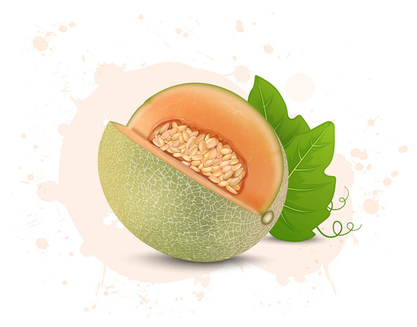 Ilustración de vectores de frutas de melón con hojas de melón aisladas sobre fondo blanco - Vector, Imagen
