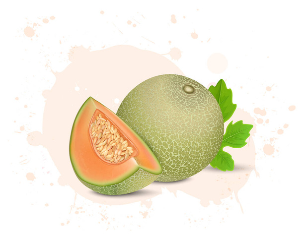 Muskmelon frutta vettore illustrazione con fette muskmelon isolato su sfondo bianco - Vettoriali, immagini