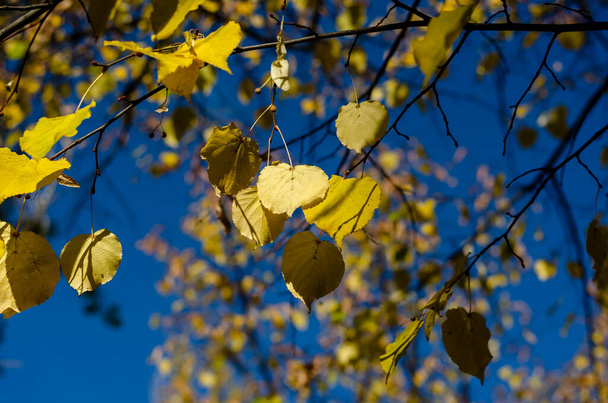 Les feuilles jaunes du bouleau contre le ciel bleu. Branches minces avec feuillage automnal. La beauté naturelle de la nature Fond abstrait naturel. - Photo, image