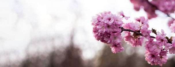 Яскраві рожеві квіти прекрасної сакури закривають вишневий цвіт з блакитним небом у ботанічному саду навесні розмитим фоном. Банер - Фото, зображення