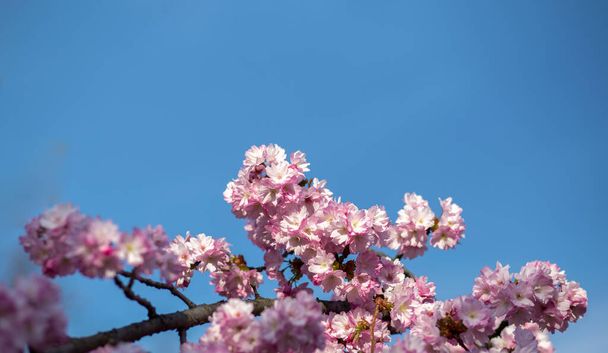 Wunderschöne rosa Blüten schöne Sakura Nahaufnahme Kirschblüte mit blauem Himmel im botanischen Garten im Frühling verschwommenen Hintergrund. Banner - Foto, Bild