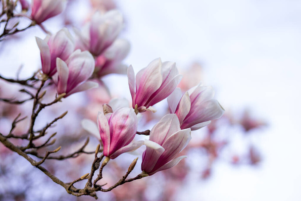 Blooming magnolia tree in spring on pastel bokeh background,  springtime - Photo, Image