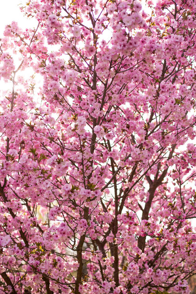 Wunderschöne rosa Blüten schöne Sakura Nahaufnahme Kirschblüte mit blauem Himmel im botanischen Garten im Frühling verschwommenen Hintergrund. Vertikal - Foto, Bild