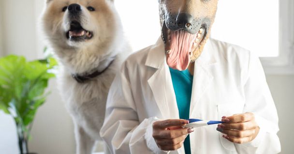 κτηνιατρική κλινική εξέταση της θερμοκρασίας του σκύλου - Φωτογραφία, εικόνα
