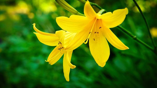 Wspaniała żółta lilia z pięknym bokeh. Zielone liście uzupełniają harmonię kolorów. Zdjęcie kwiatów. Strzał natury. - Zdjęcie, obraz