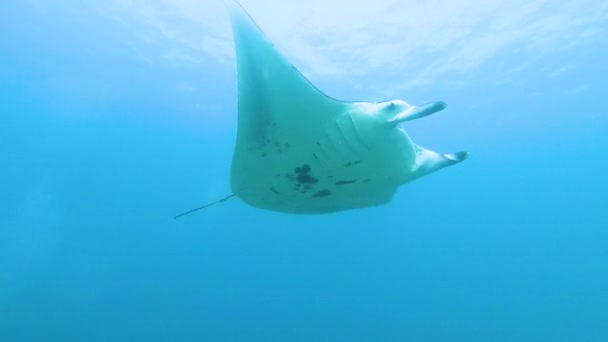 Reef manta ray mobula alfredi pływanie pod wodą wzdłuż tropikalnej rafy koralowej - Materiał filmowy, wideo