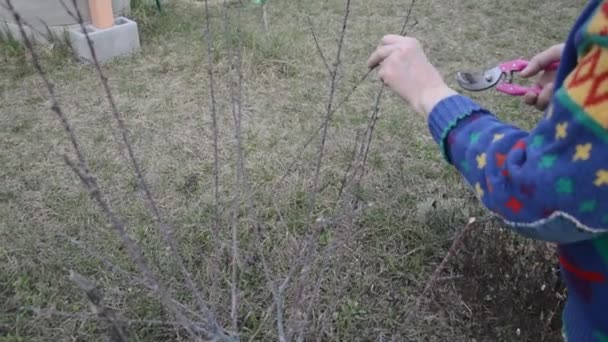 Potatura rami giovani e germogli di alberi in primavera - Filmati, video