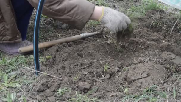 Deshierbe el suelo y las camas para plantar verduras en la primavera - Imágenes, Vídeo