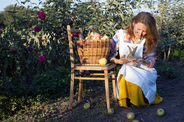 happy girl in the garden holds a rabbit in her arms and a basket of apples nearby. aesthetics of rural lif - Foto, afbeelding