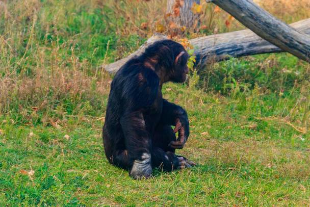 Чоловічий шимпанзе (Pan troglodytes) сидить на зеленому газоні
 - Фото, зображення