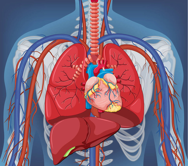 X-ray van het menselijk lichaam met interne organen illustratie - Vector, afbeelding