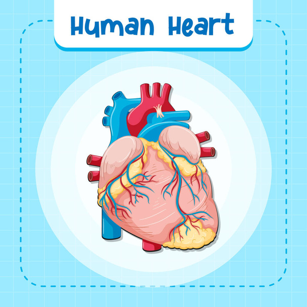 心臓のイラストを持つ人間の内臓 - ベクター画像