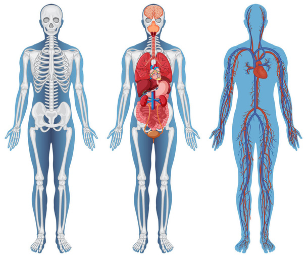 Anatomik Yapı İnsan Vücutları Çizimi - Vektör, Görsel