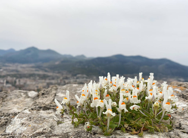 Linaria alpina, vad snapdragon. Ritka fehér szín. - Fotó, kép