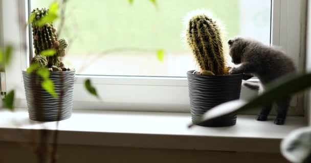 Gattino grigio britannico giocoso carino che gioca su finestre vicino a piante d'appartamento in vasi di fiori, gatto divertente. Amore animali, animale domestico. - Filmati, video