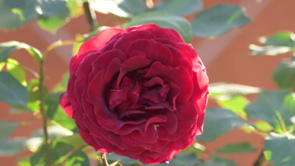 Красный цветок розы в саду - Кадры, видео
