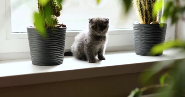 Lindo gatito gris británico juguetón jugando en ventanas cerca de plantas de interior en macetas, gato divertido. Amor animales, mascota. - Imágenes, Vídeo