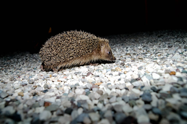 West European Hedgehog Wild Mammal (Erinaceus Europaeus) - Photo, Image