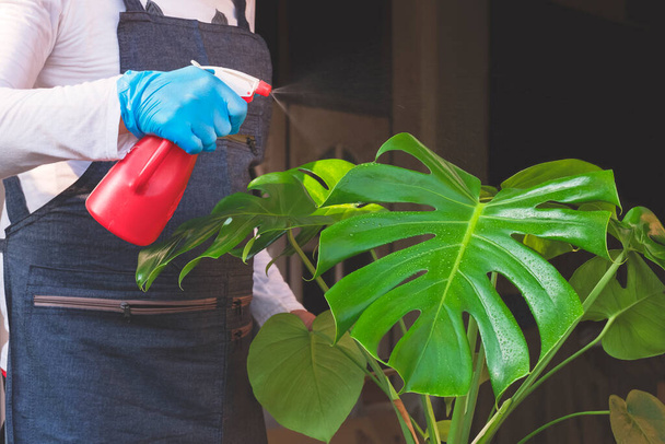 Man' hand spraying leaf coating solution on surface of Monstera Deliciosa plant in porch area at home, plant care concept - Photo, Image
