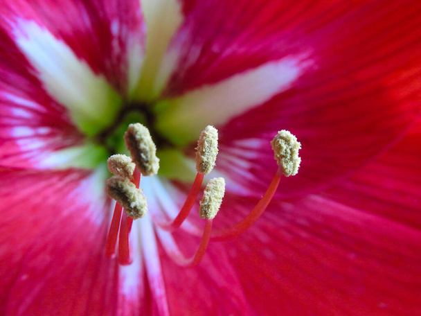 Un macroscatto di fiore di Amarillide. Amarillis è l'unico genere della sottotribù Amaryllidinae. È un piccolo genere di bulbi fioriti, Amaryllis belladonna - Foto, immagini