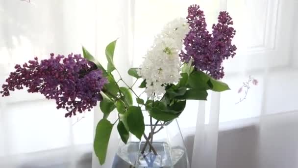 verse lila in een vaas bij het raam - Video