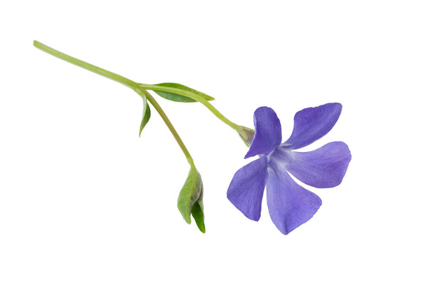 periwinkle (Vinca minor) flor aislada sobre un fondo blanco, camino de recorte, sin sombras. Flor de perifollo azul aislada, elemento de diseño e ilustración botánica. - Foto, Imagen