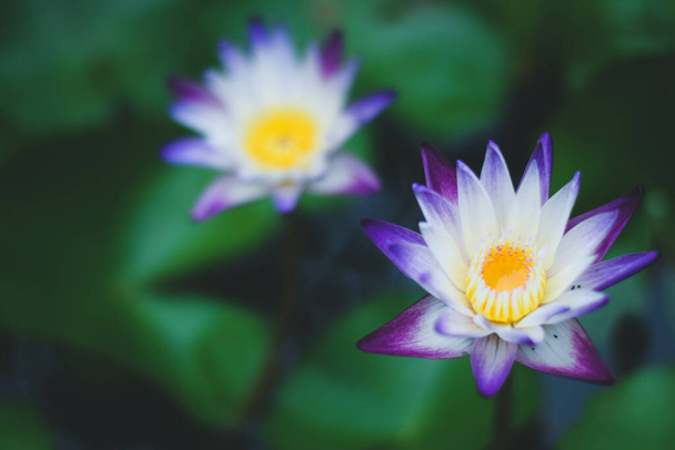 beautiful waterlily or lotus flower in the lake - Fotó, kép