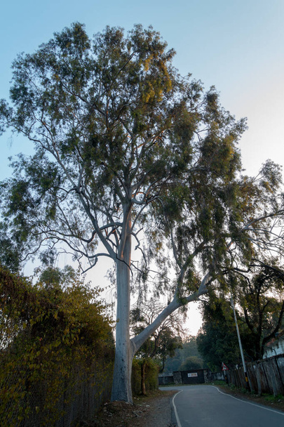 Guma strom, Eucalyptus je rod více než sedm set druhů kvetoucích stromů, keřů nebo mallees z myrtové rodiny, Myrtaceae, jsou obecně známé jako dásně nebo eukalypty. - Fotografie, Obrázek