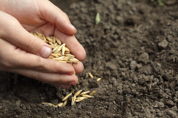Sowing seed - Zdjęcie, obraz
