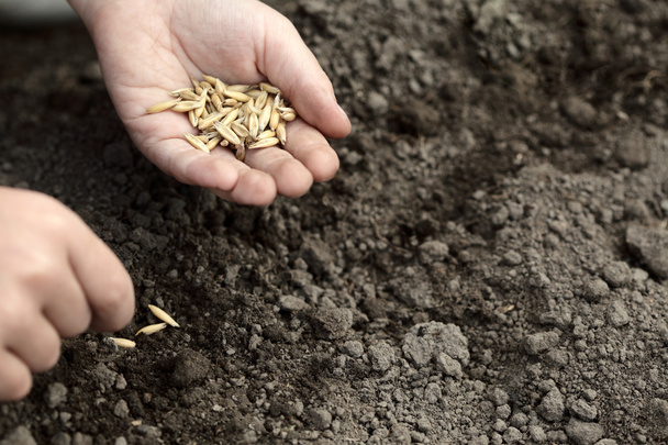 Sowing seed - Фото, изображение