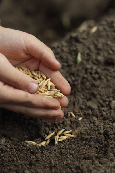 Sowing seed - Foto, afbeelding