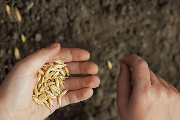 Sowing seed - 写真・画像