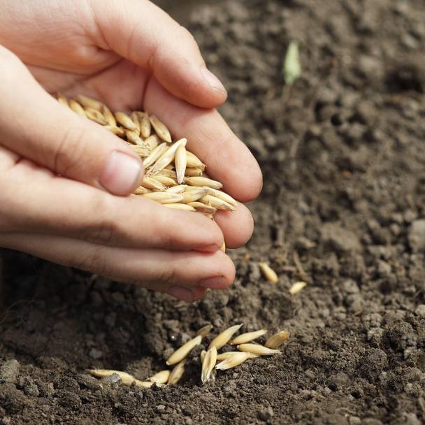 Sowing seed - 写真・画像